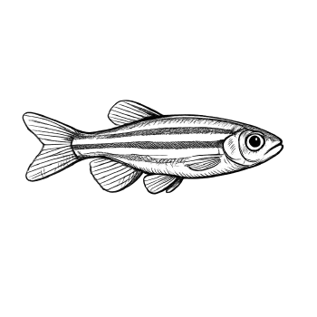 Aurel Mueller-Schoenau