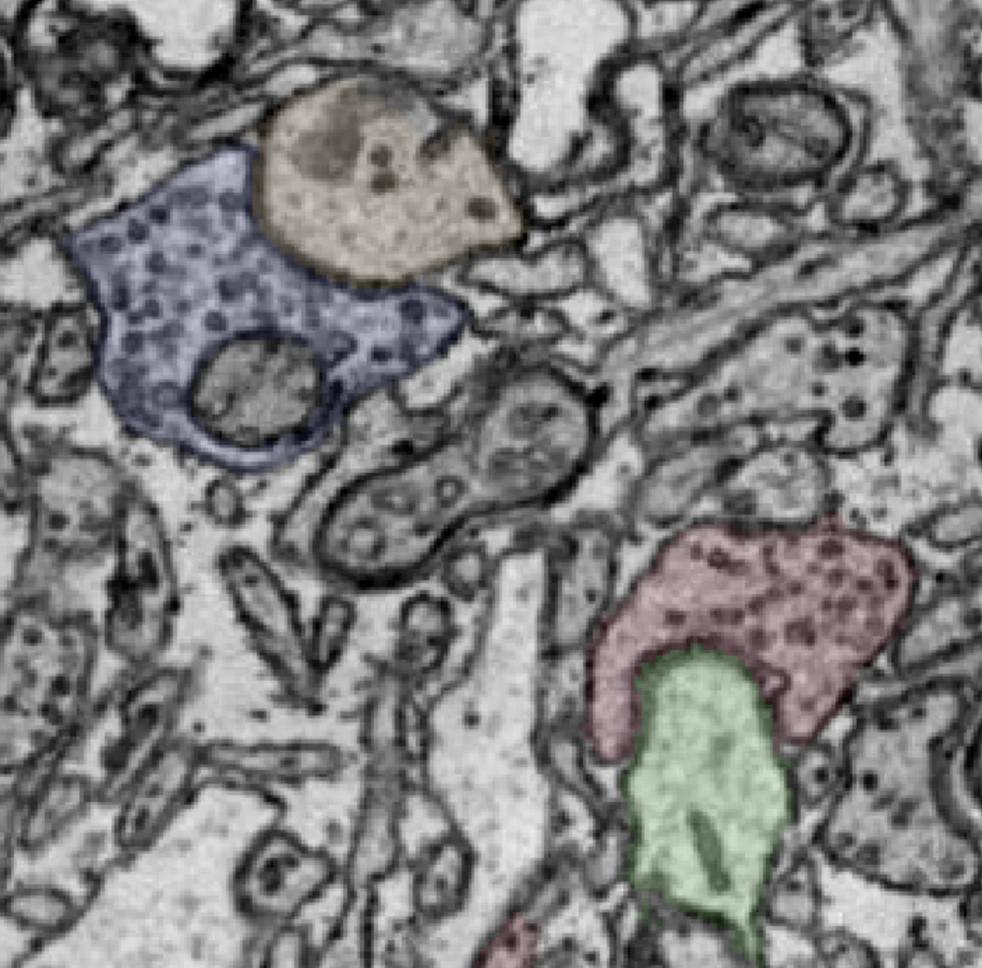 Connectomics · Bahl lab