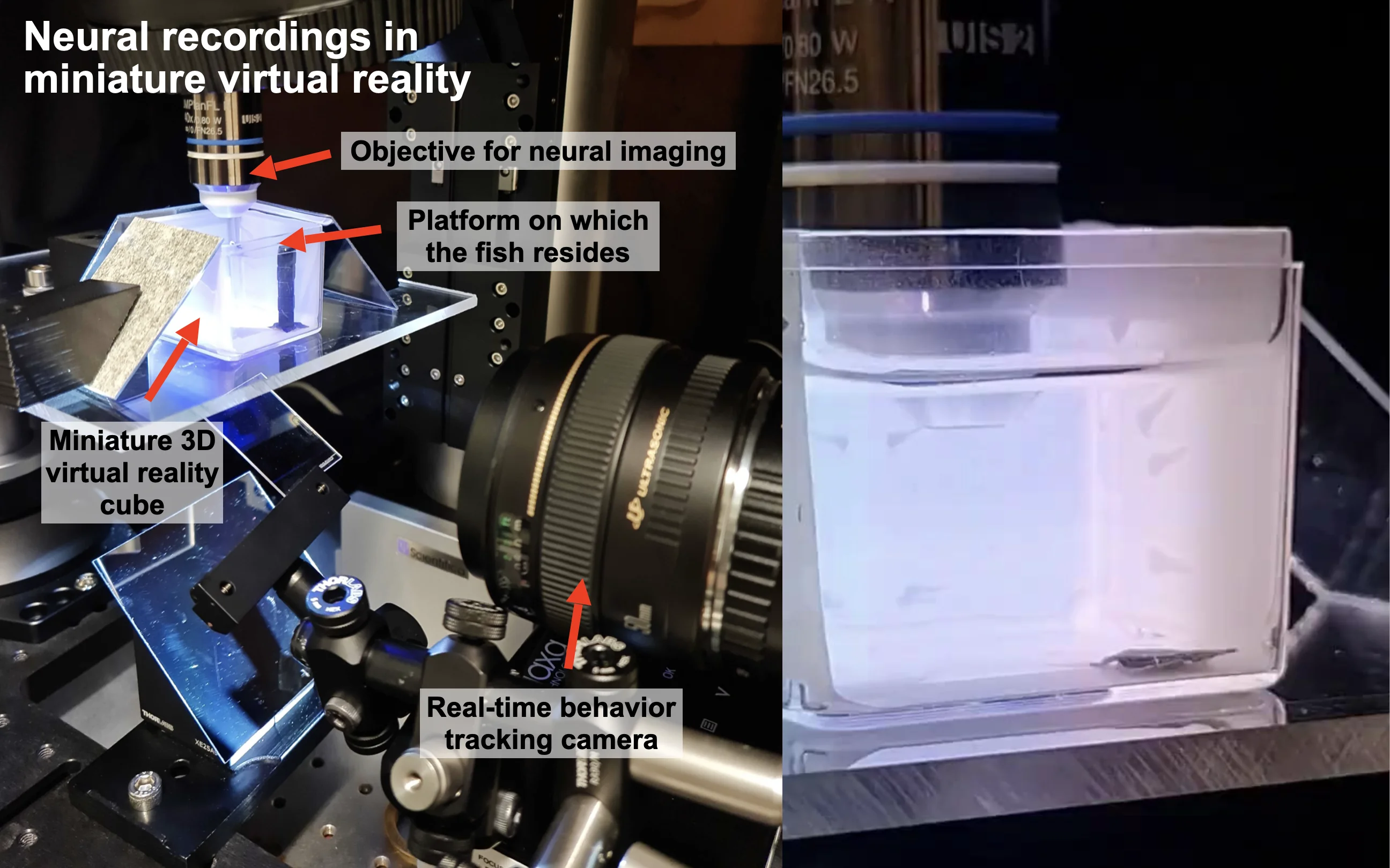 Electrophysiology · Bahl lab