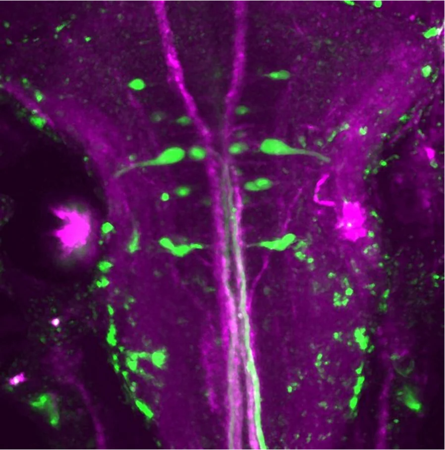 Two Photon Microscopy · Bahl lab