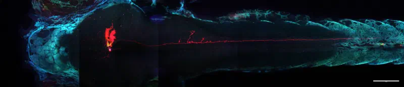long cell