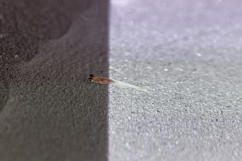 Juvenile zebrafish