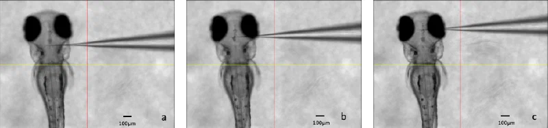 electroporation of larval zebrafish
