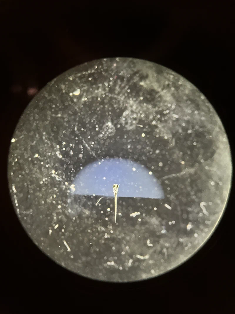 embedded larval zebrafish