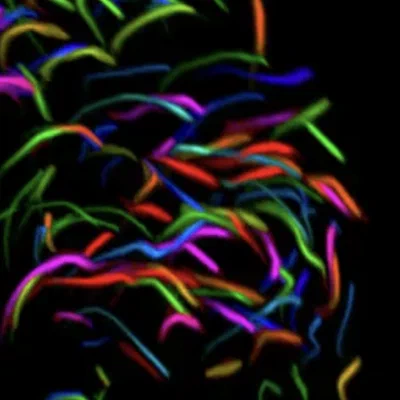 VTK Collective Behavior