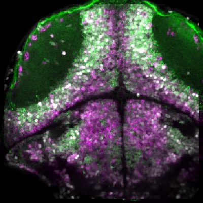 VTK Behavioral Neurobiology