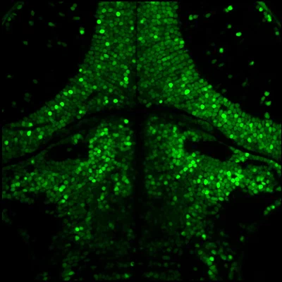Zebrafish Journal Club