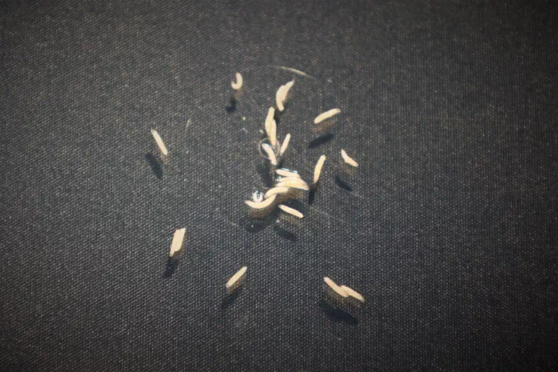 Larvae searching for food