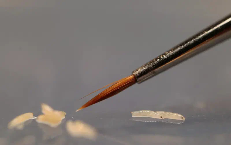 larval_brush.webp