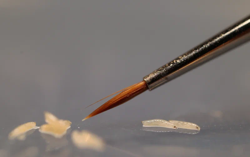 larval_brush.jpg